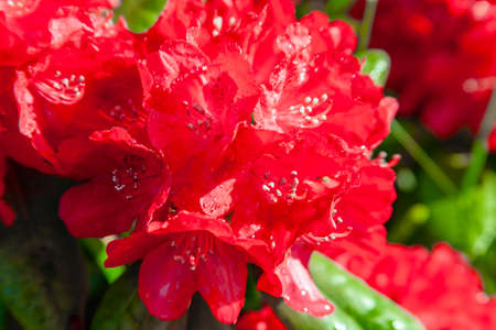 Red flowers of evergreen rhododendron in dew drops close-up. Petals, stamens and pistils of blooming flowers of scarlet rhododendron with drops of water.の写真素材