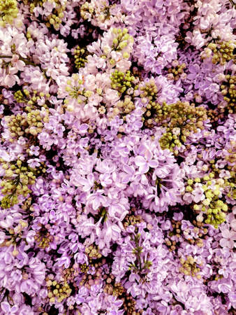 Blooming brushes of inflorescences of decorative lilac bushes in the carpet close-up. Flowers of...