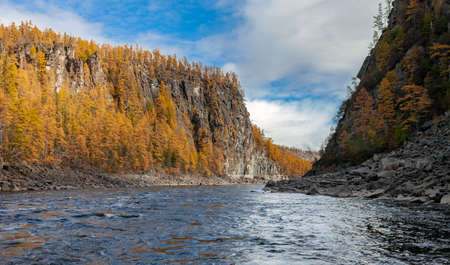 Orange larch taiga on the rocky shores of the Siberian river in autumn. Landscape with stormy wild river in northern Siberia in September.の写真素材