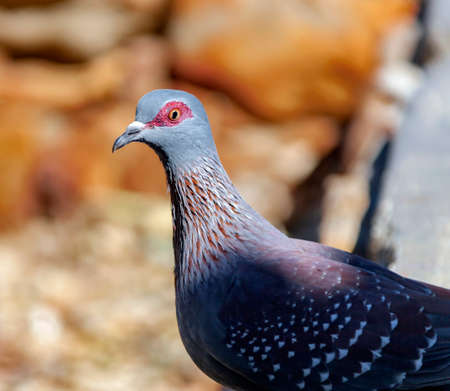Wild African speckled pigeon looks into the camera. A free-living South African bird from the pigeon family sits on a rocky ledge.の写真素材