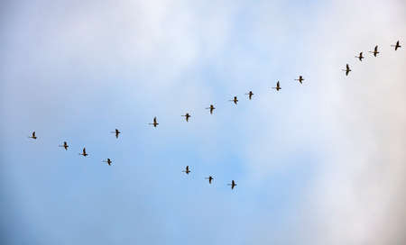Silhouettes of flying flock of swans in the autumn sky. Large white birds fly south in flock, lined up in wedge.の写真素材
