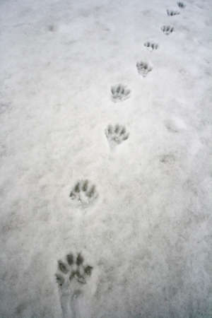 Traces of wolverine or Gulo gulo on spring melting snow in May. Chain of wolverine paw prints on the...