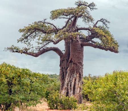 Typical silhouette of baobab against gray sky in landscape of shrub savanna. The crown and trunk of baobab tree with damaged bark and branches broken off by elephants.の写真素材