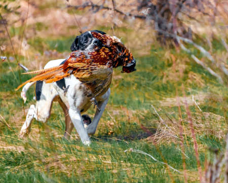 Hunting dog - an English pointer carries pheasant after shot. White and black dog carries hunting...