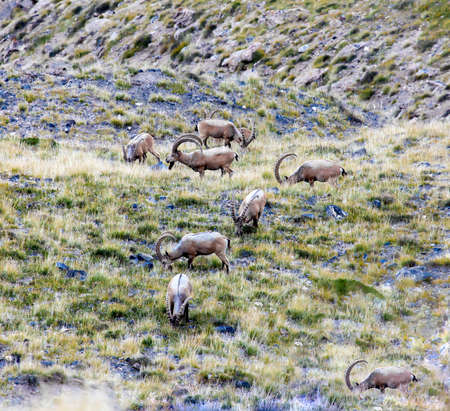 Wild goats or ibex graze in secret pasture among the rocks. Siberian mountain ibex with large saber-shaped horns feed on autumn grass.の写真素材