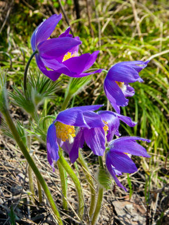 Group of snowdrop flowers, or dream grass, or pulsatilla patens close-up. Taiga wild flowers,...