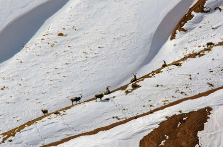 Herd of wild ibex on snow-covered mountain slope. Group of Siberian mountain goats of different ages...