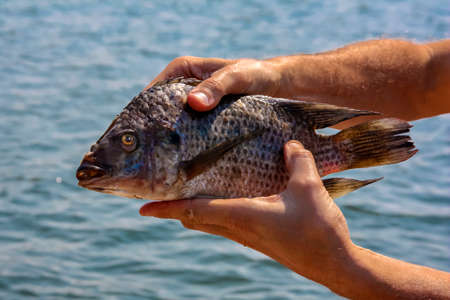 Tilapia fish is held by a fisherman in his hands against the background of water. African tilapia or cichlid after fishing on tributary of the Zambezi.の写真素材