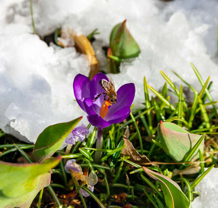 Blooming primrose crocus with bee on the background of melting snow. Lonely crocus snowdrop flower with sitting bee.の写真素材