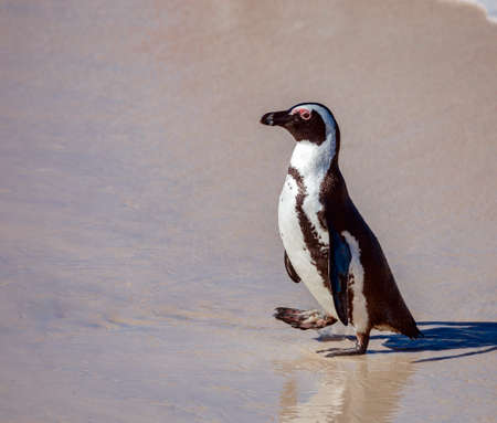 Penguin walks along sandy beach at the exit from the sea. South African penguin is a typical representative of marine flightless birds.の写真素材