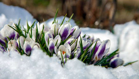 Crocuses blooming beautifully among the thawed trees in the April garden. Snowdrops or primroses bloom in spring among the melting snow.の写真素材