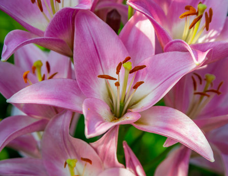 Close-up of beautiful pink lily flowers top view. Pink lilies are very popular among profusely blooming bulbous plants in garden design.の写真素材