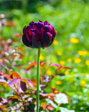 Single blooming dark terry tulip from the Black Slate series. Corolla and petals of maroon terry...