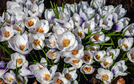 Floral landscape with white crocuses in water drops on the petals after spring rain. Group of early...