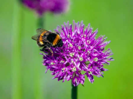 Wild bumblebee of black and orange color collects nectar and pollen from decorative onions. Honey...