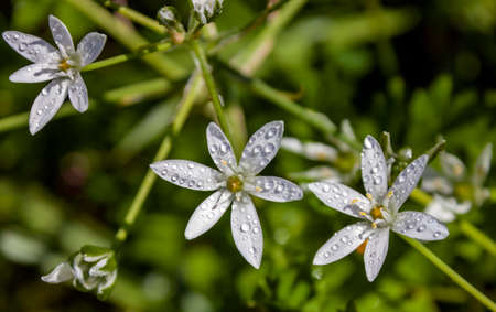 White flowers of the pentacle or Bethlehem stars with drops of water on the petals. Plant landscape with open flowers of white five-shouldered decorative or milky stars top view.の写真素材
