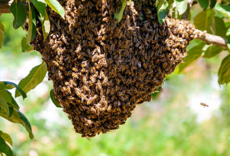 Swarm of bees after leaving the hive on an apple tree branch in the garden. Process of swarming...