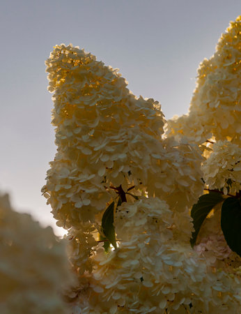Floral landscape with white inflorescences of paniculate hydrangea against the sky. Blooming hydrangea "Vanilla" at the beginning of flowering in the northern garden.の写真素材
