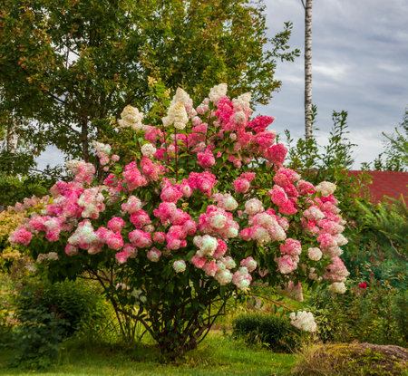 Flowering Hydrangea paniculate in the design of suburban garden plot. Decorative hydrangea bush...
