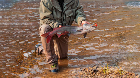 Siberian taimen is rare predatory freshwater fish, in the hands of fisherman. Caught on lure taimen before being released back into the river.の写真素材