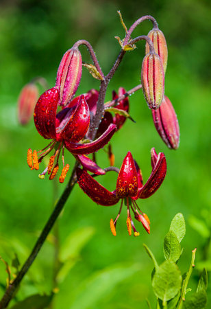 Beautiful curly lily with flowering drops of water on the petals. View of the classic version of the tiger lily in the plant landscape of garden design.の写真素材