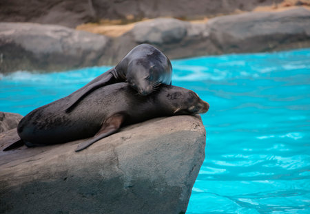 Fur seals rest during the day on high rock on the ocean. Two eared seals or southern fur seals sleep on rocky rookery.の写真素材