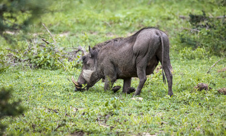 Wild African pig or warthog with large fangs feeds in the savannah. Female warthog feeds on grass in the swampy floodplain of the Limpopo River.の写真素材