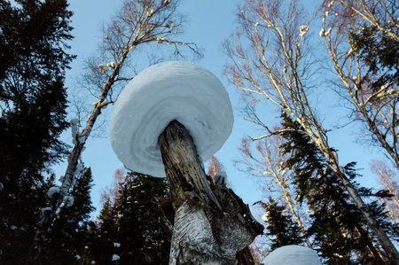 Snow cap in the form of mushroom hat on high birch stump against the background of the taiga sky. Winter snow mushroom Siberian mountain forest, view from below.の写真素材