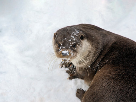Wild river otter looks up after swimming in the snow. River otter is a semi-aquatic predatory mammal from the weasel family.の写真素材
