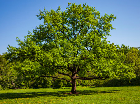 Lonely old petiolate oak on sunny spring day in clearing. Classic shape of an old tree with thick trunk and branches against background of green foliage.の写真素材