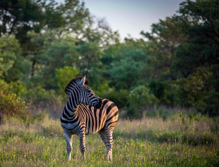 Wild young zebra in the evening African bush. Cautious African zebra in an open space in bushy savanna looks back in the rays of the setting sun.の写真素材