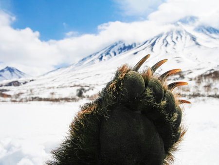 Front paw of Kamchatka bear on the background of volcano after legal spring hunt. Long sharp claws...