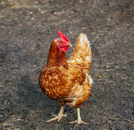 Laying hen of the orange local breed is fed in the village yard. Free-range domestic chicken is...