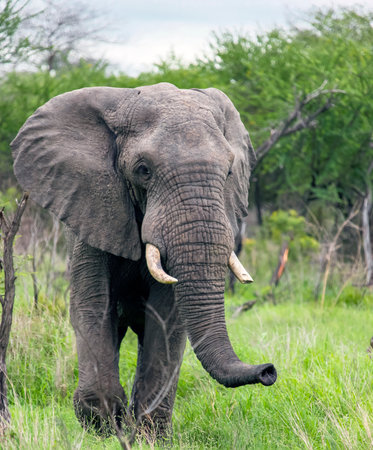 Large male elephant with broken tusk feeds in typical South African lands. Wild African elephant is...