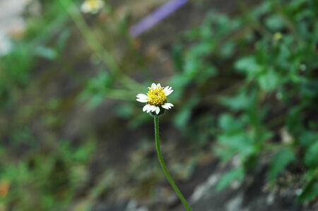 Grass flower