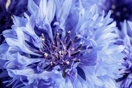 macro shot of a light blue open cornflower blossom. this flower is a typical june and july flower in germany, also used for decoration on harvest festival or thanksgivingの写真素材