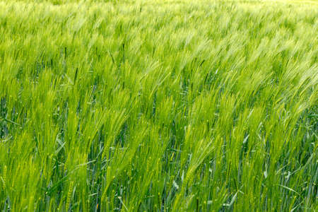 green yellow barley field in july, full covered image with barley plants, use as background or compositing, Barley is a key ingredient in beer and whisky productionの写真素材