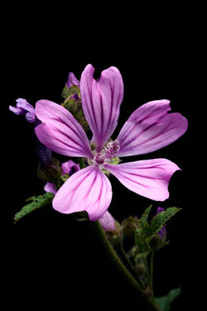 Close-up shot of a Malva blossom on dark background, macro flower with pink an purple leaves whit...
