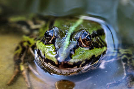 Green pond frog (Rana esculenta) in water, sitting on a sand stone in a small home made garden pond, close-up onto the frog eye, looking from the back top viewの写真素材