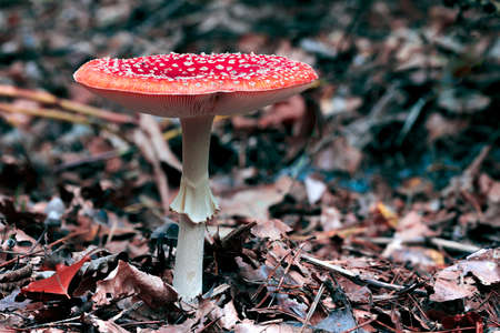 Side view of a large and old red mushroom or toadstool growing out of brown and orange leaves. Dark...