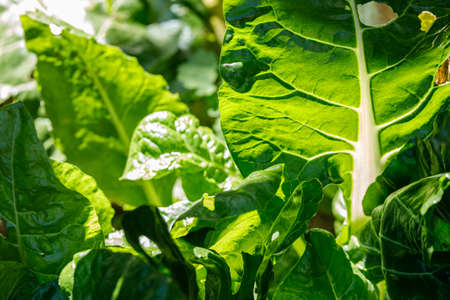 Green fresh rhubarb in bright backlit sunlight in a garden, close up background texture for new recipe ideas with rhubarbの写真素材