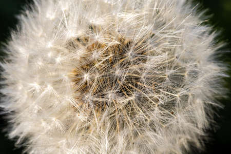 Close-up shot of white dandelion seeds on dark background in natural sunlight, similar to fur or white feathersの写真素材