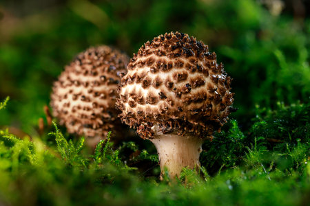 Echinoderma asperum or Lepiota aspera, sometimes known commonly as the freckled dapperling, is a large, brownish, white-gilled mushroom, with a warty or scaly cap.の写真素材