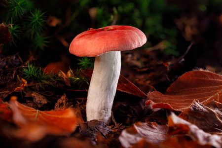 This mushroom with a red shaded cap and a white stem is a good edible mushroom which can be found all over Europe. Found on the forest floor within brown beech leavesの写真素材