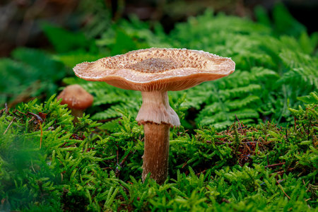 The dark Hallimash (Armillaria ostoyae) is a wood-inhabiting leaf fungus from the genus of Hallimash mushrooms. It is an edible and widely uses in European kitchens.の写真素材