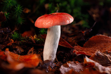This mushroom with a red shaded cap and a white stem is a good edible mushroom which can be found all over Europe. The cap is wet from a rain, found on the forest floor within browの写真素材