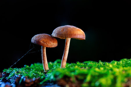 Side view of two small brown red mushrooms on a dark uniform blue background. They are standing on wet green wet moss in in light blue lighting. Growing from a dead tree.の写真素材