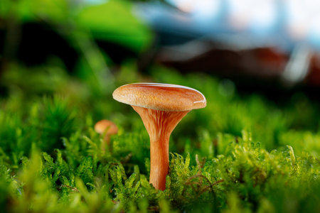 Hygrophoropsis aurantiaca, commonly known as the false chanterelle with some water splashes on its cap. Growing on wet green moss on a forest ground.の写真素材