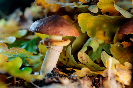 Suillus luteus, commonly known as Slippery Jack, is a most widespread summer and autumn fungus and grows under pine and oak treesの写真素材