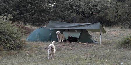 Two Spanish water dogs guarding a tentの写真素材